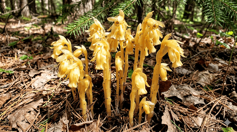 Pinesap